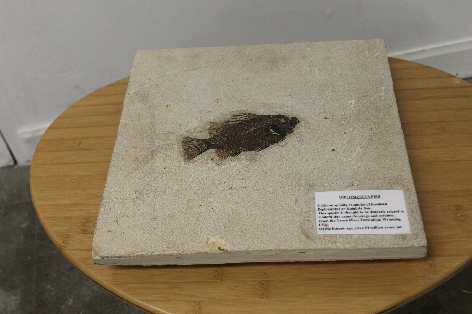 54 million years old Large fossil fish diplomystus 13 by