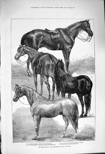Old Antique Print 1876 Horse Show Agricultural Islington Liverpool Arab 19th