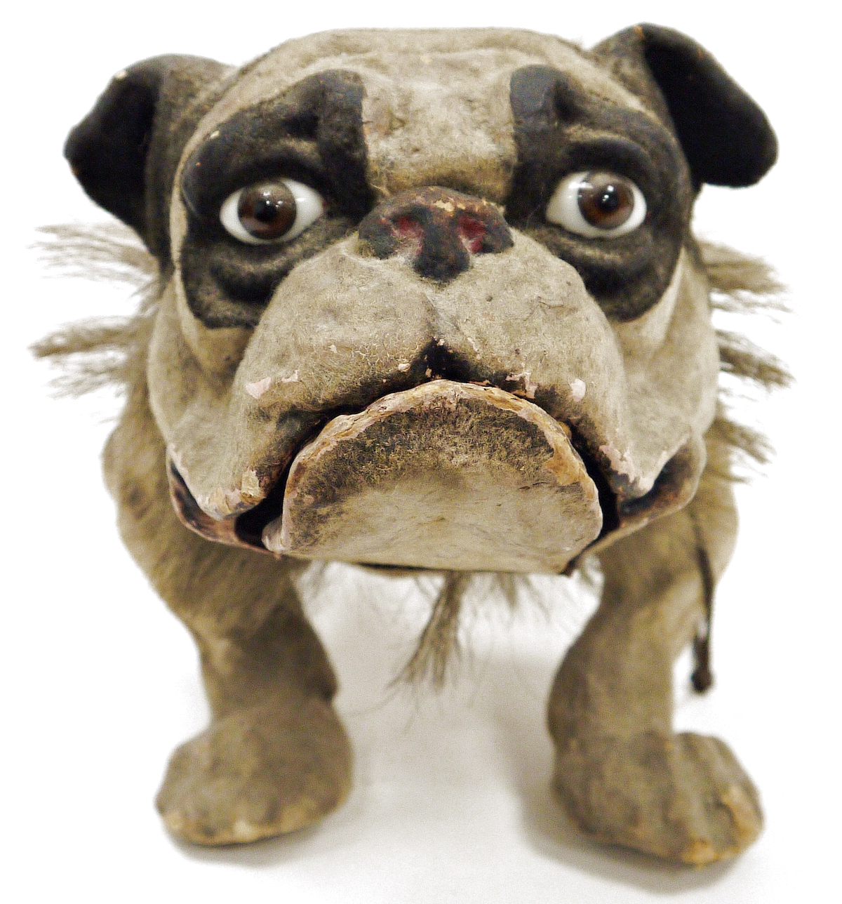A French papier mache Growler bulldog