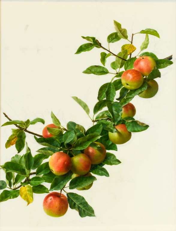 A branch of apples by botanical artist Raymond Booth