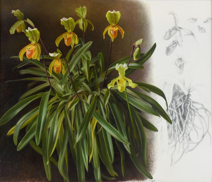 Slipper Orchids by botanical artist Raymond Booth