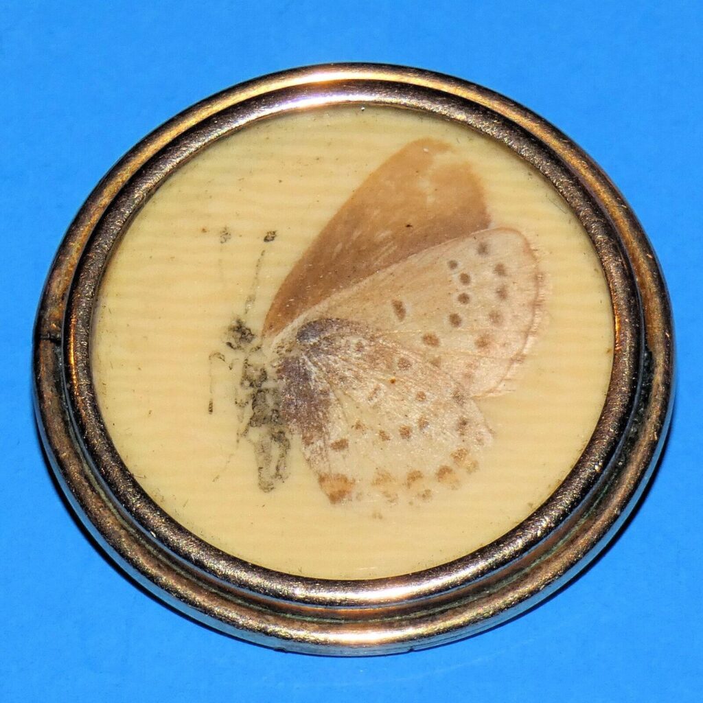 pressed insect under glass brooch