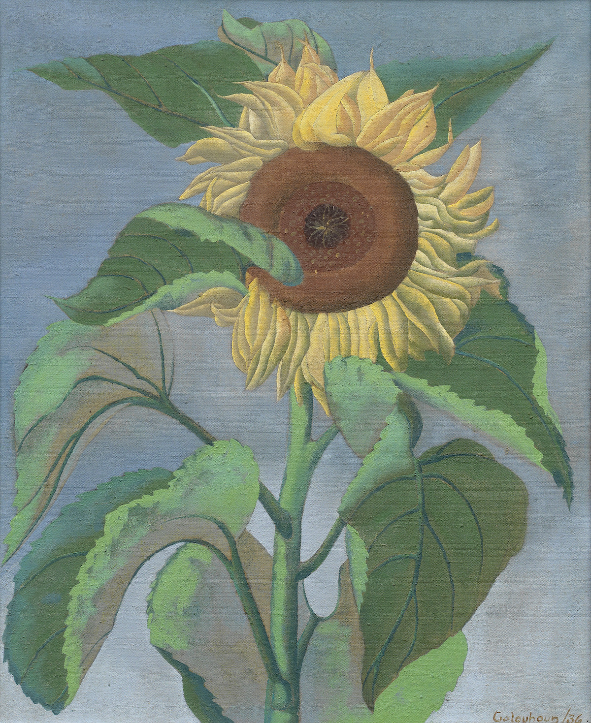 Ithell Colquhoun Sunflower