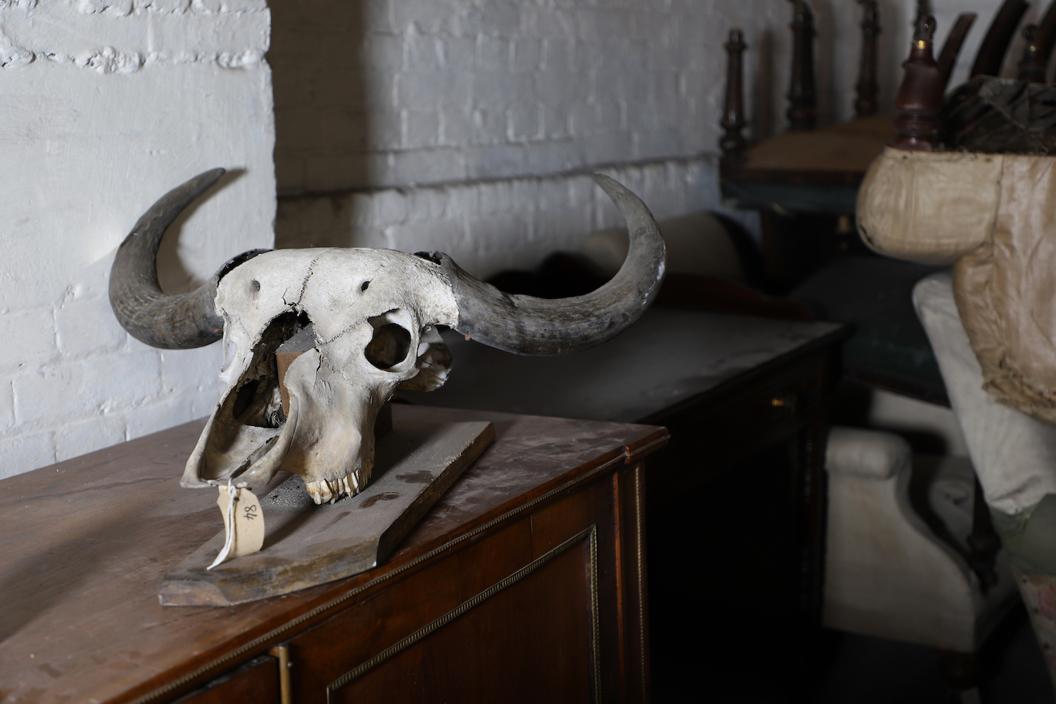 The skull of an animal on a presentation board form the attic of Holkham Hall in North Norfolk